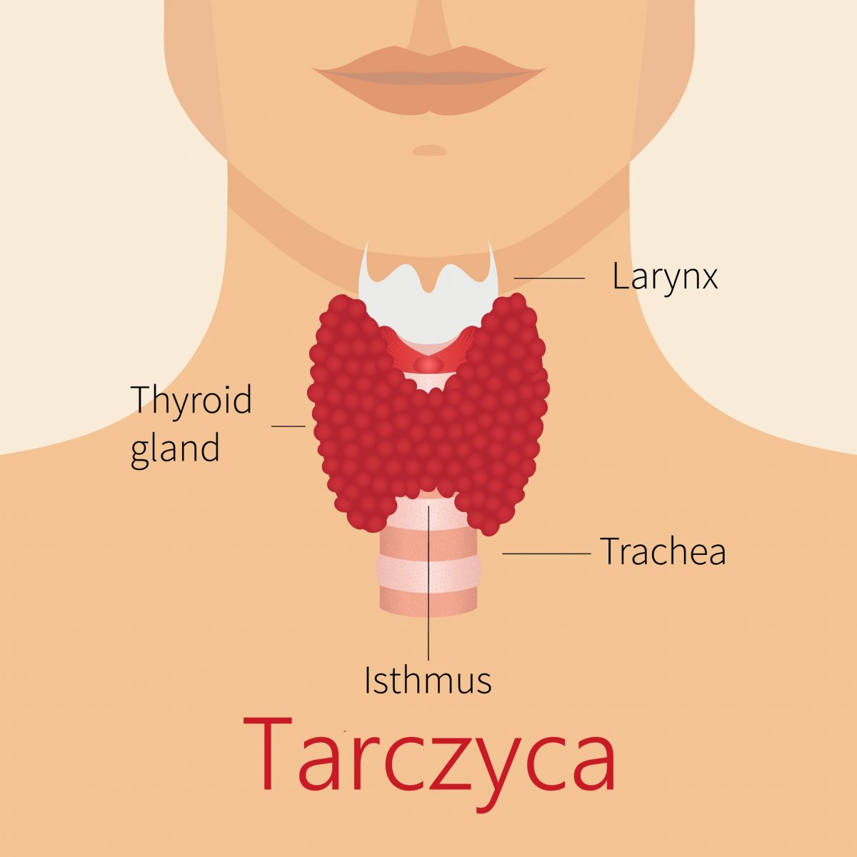 Tarczyca I Jej Choroby Charakterystyczne Objawy Zaburze Pracy Tarczycy