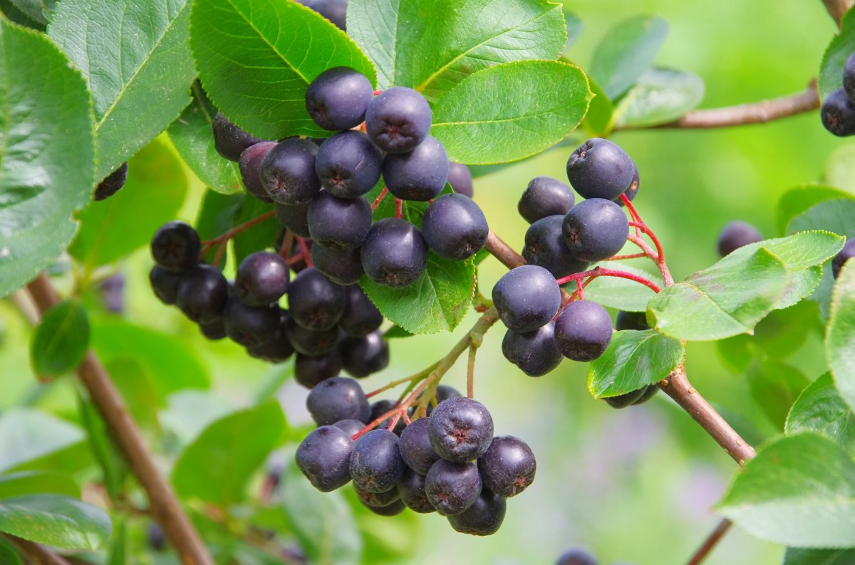 Co leczy aronia Właściwości zdrowotne działanie nalewka sok