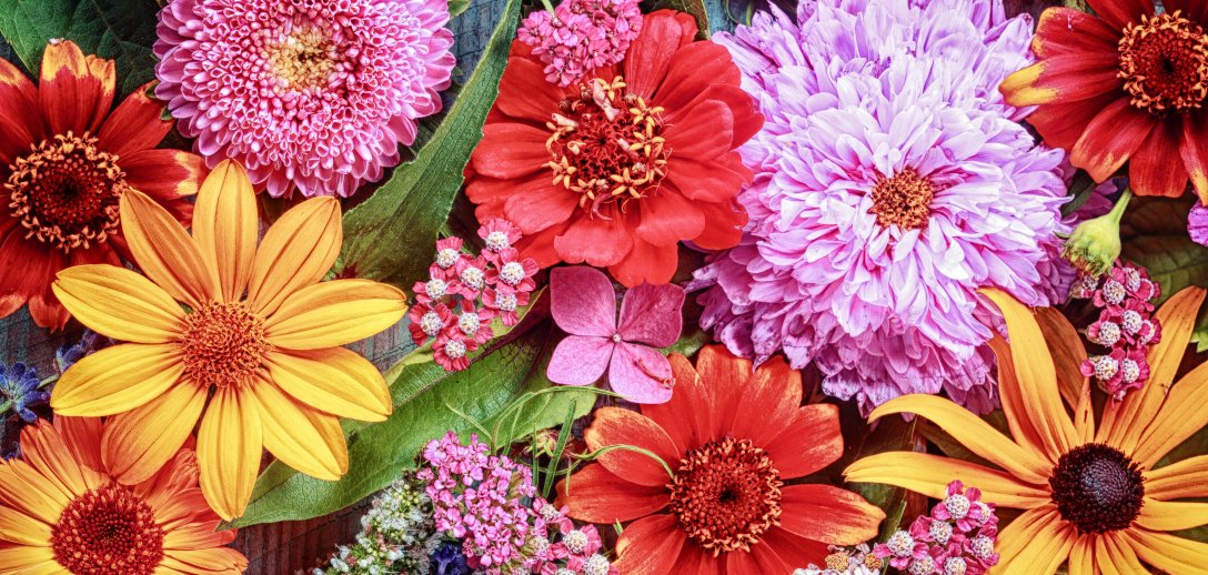 Kwiaty, które najpiękniej kwitną w sierpniu – dlaczego warto mieć je w ogrodzie?