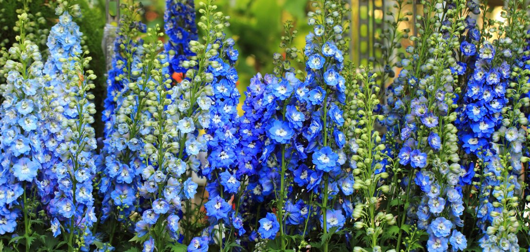 6 strzelistych bylin, które ożywią twój ogród intensywnymi kolorami. Gatunki, opis i okres kwitnienia