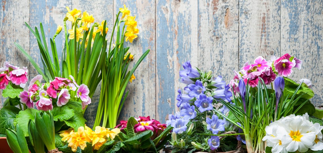 6 wiosennych kwiatów do ogrodu i na balkon, które świetnie znoszą zimno. Posadź je i ciesz oczy kolorami!