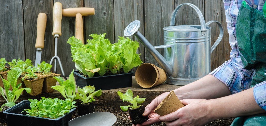 6 warzyw z własnego ogródka, które możesz siać i zbierać nawet kilka razy w roku