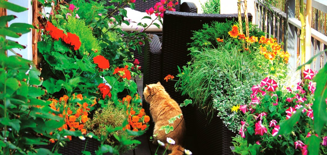 Zielona dżungla, kwietna łąka lub warzywny ogród na balkonie i parapecie. 6 pomysłów na miejski ogródek. Zobacz, jak go urządzić!