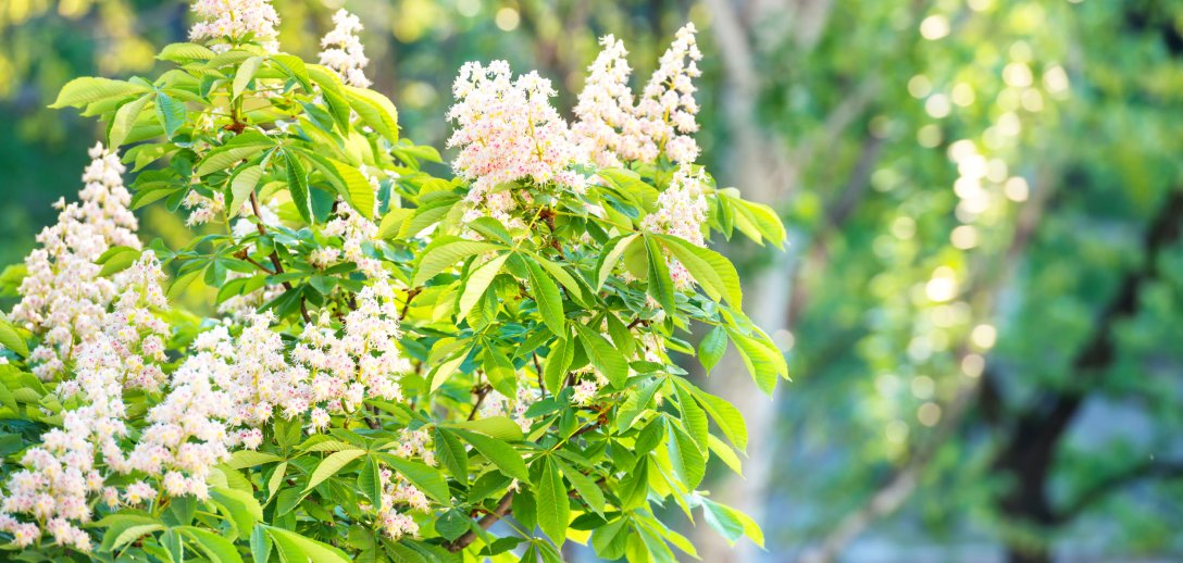 Kasztanowiec na stany zapalne, dolegliwości pokarmowe, kłopoty z krążeniem. Poznaj właściwości tego niezwykłego drzewa