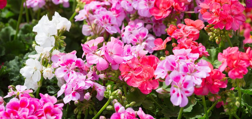 Pelargonie to idealne kwiaty na balkon, do domu i do ogrodu. Zobacz tradycyjne i nowoczesne aranżacje z pelargoniami