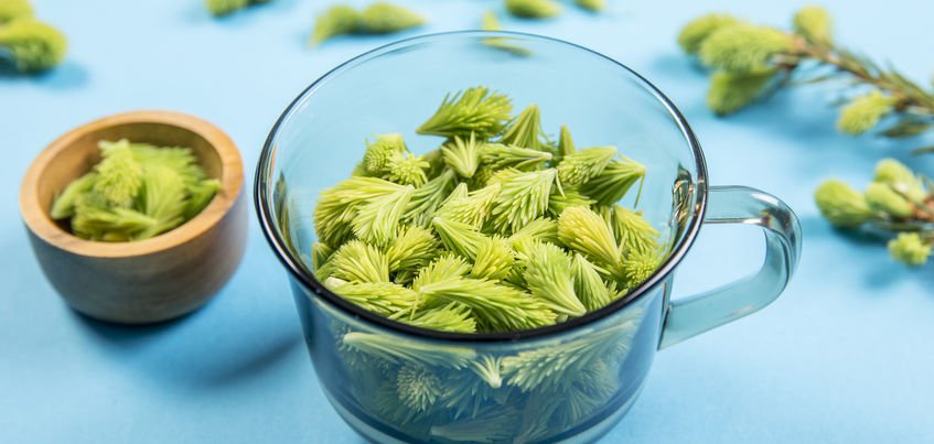 Świerkowe kuracje – pomogą nie tylko na infekcje górnych dróg oddechowych!