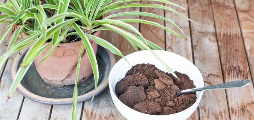 Nie wyrzucaj fusów po kawie i herbacie. Zobacz jak możesz je sprytnie wykorzystać