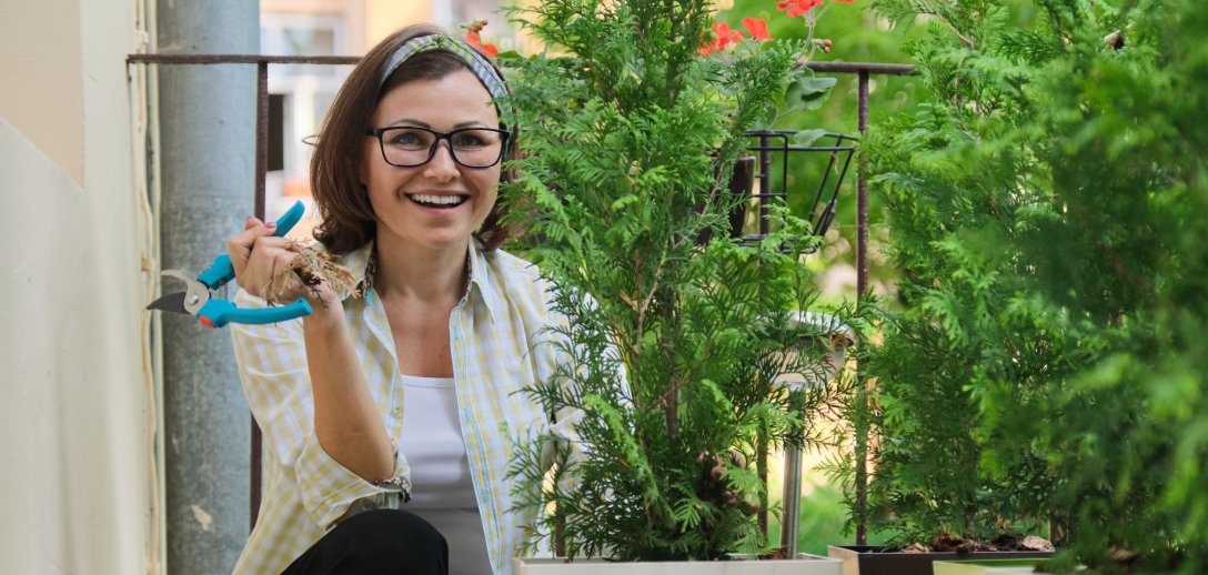 Iglaki do małego ogrodu i na balkon. Najlepsze odmiany: karłowate, płaczące, płożące