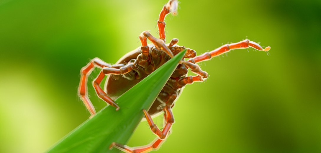 Tego nie wiesz o kleszczach. Przeczytaj, aby lepiej chronić siebie i bliskich przed zagrożeniem