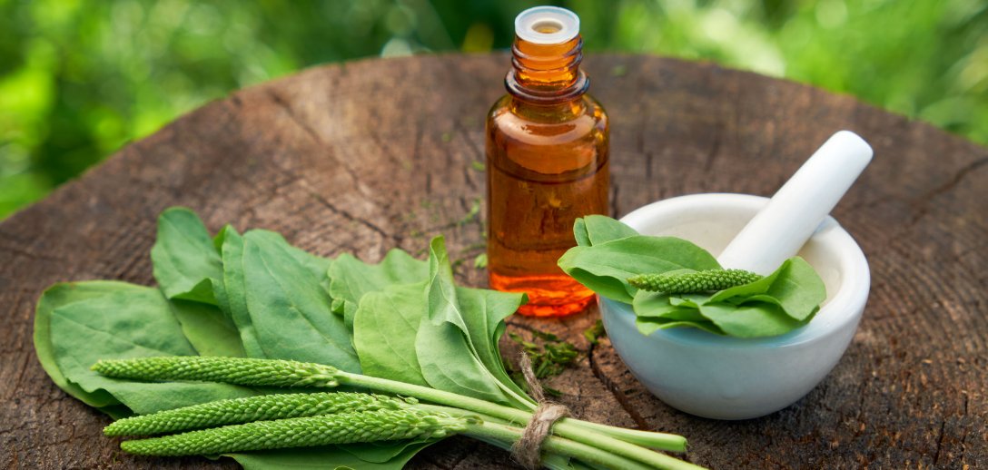 Babka lancetowata pomaga nie tylko na gojenie ran! Przepisy na domowy syrop, nalewki, napary