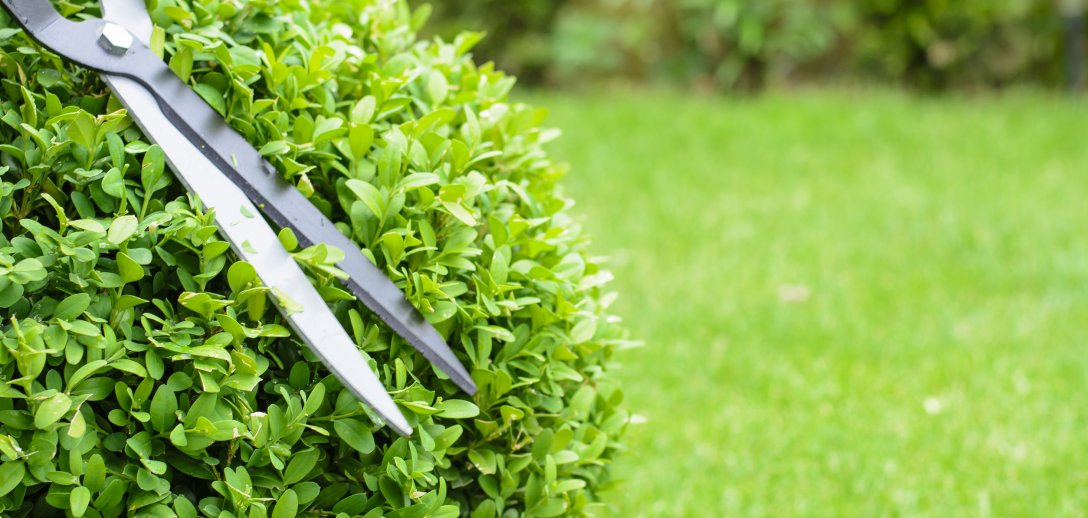 Jak dbać o bukszpan? Skuteczny sposób na ćmę bukszpanową