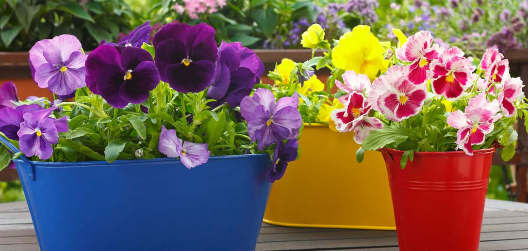 Stokrotki, pierwiosnki, bratki – jak pielęgnować wiosenne kwiaty na balkonie?