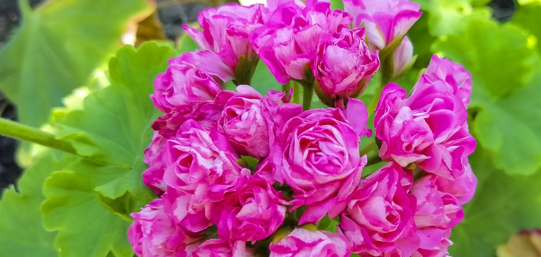 Jak przezimować pelargonie w domu, by pięknie zakwitły w przyszłym roku?