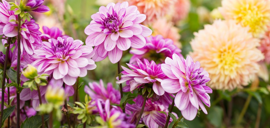 Kiedy wykopać cebulki kwiatów na zimę i jak je przechowywać? Praktyczne porady