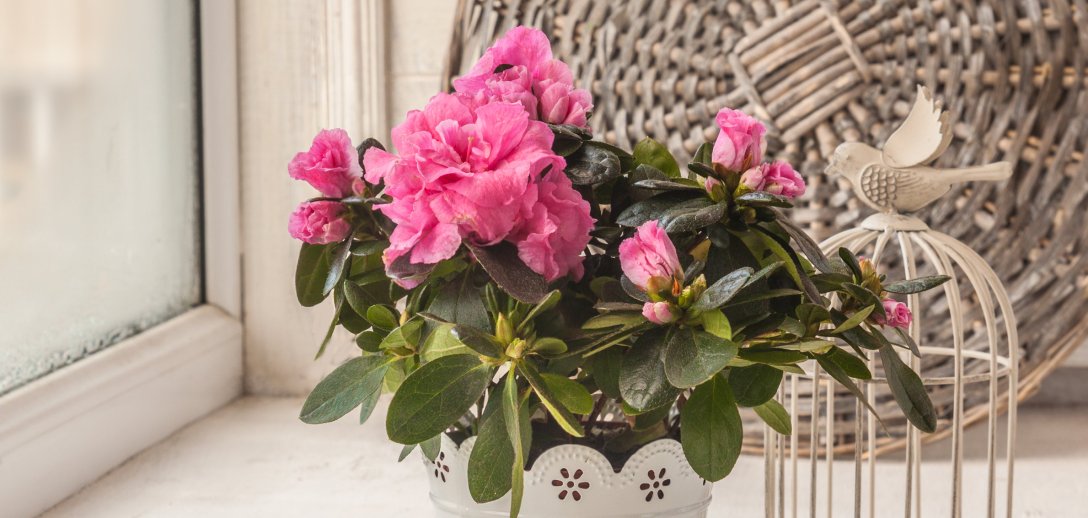 Zimowe kwiaty udekorują dom – kwitną lub owocują nawet wtedy, gdy za oknem mróz