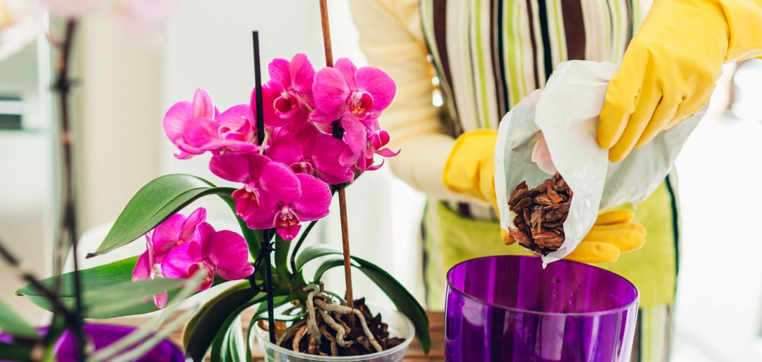 Jak dbać o storczyki, aby pięknie kwitły cały rok? Prawidłowa pielęgnacja orchidei