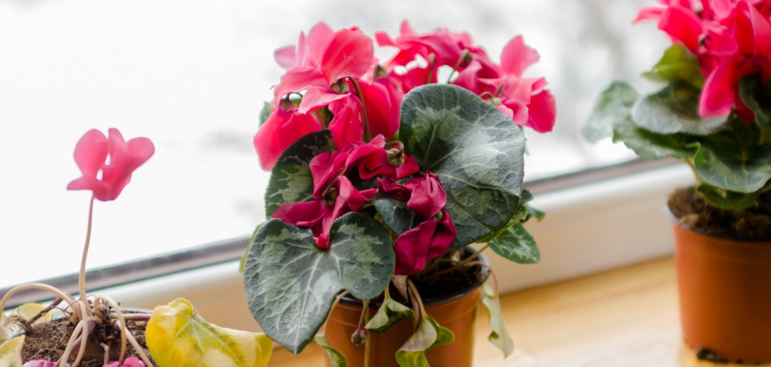 Jak dbać o cyklameny, by pięknie i długo kwitły? Poradnik wideo