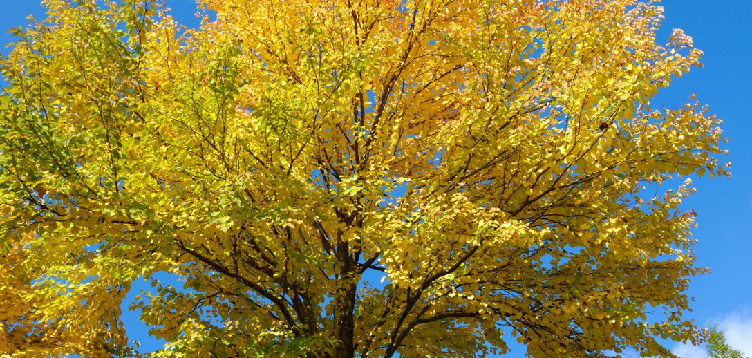 Grujecznik, czyli drzewo piernikowe – zachwyca zapachem korzennych ciasteczek