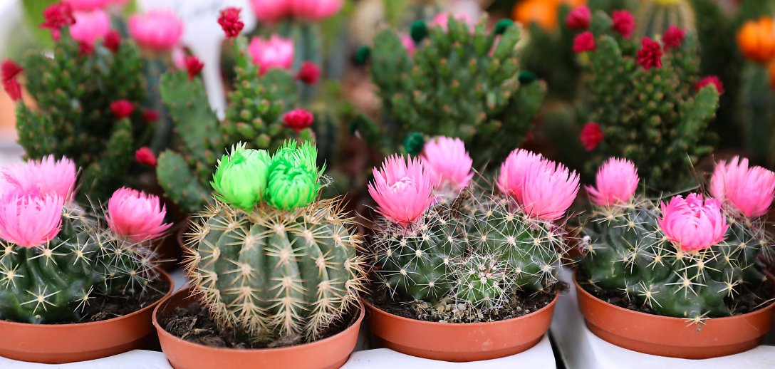 Jak pobudzić kaktusy do kwitnienia? Sposób jest bardzo prosty!