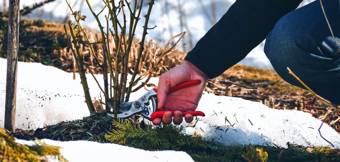 Zimowe przycinanie drzew i krzewów owocowych oraz ozdobnych. Które rośliny potrzebują cięcia i jak je wykonać?