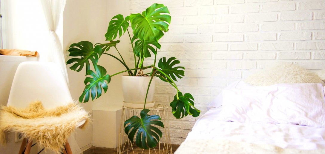 Egzotyczna monstera doda wnętrzu charakteru. Jak o nią dbać, by zdrowo rosła?