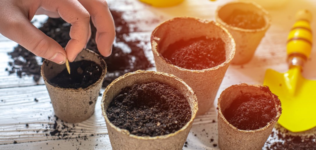 Jakie kwiaty wysiewamy w styczniu? Rozsady kolorowych roślin w domu