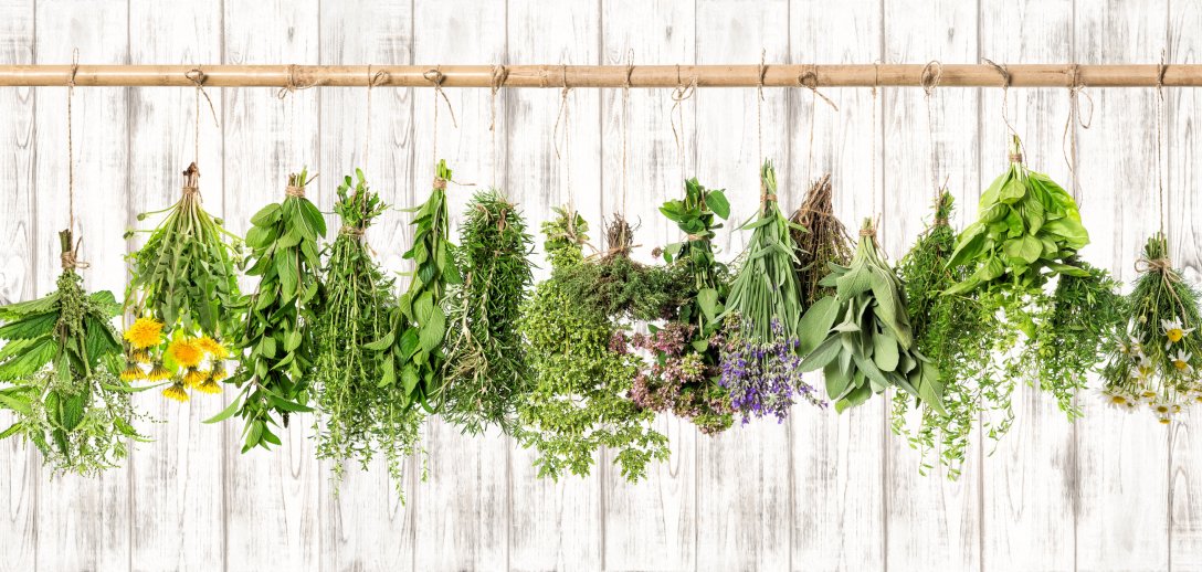 Wiosenne lecznicze chwasty. Jakie zioła warto zbierać i jakie mają właściwości?