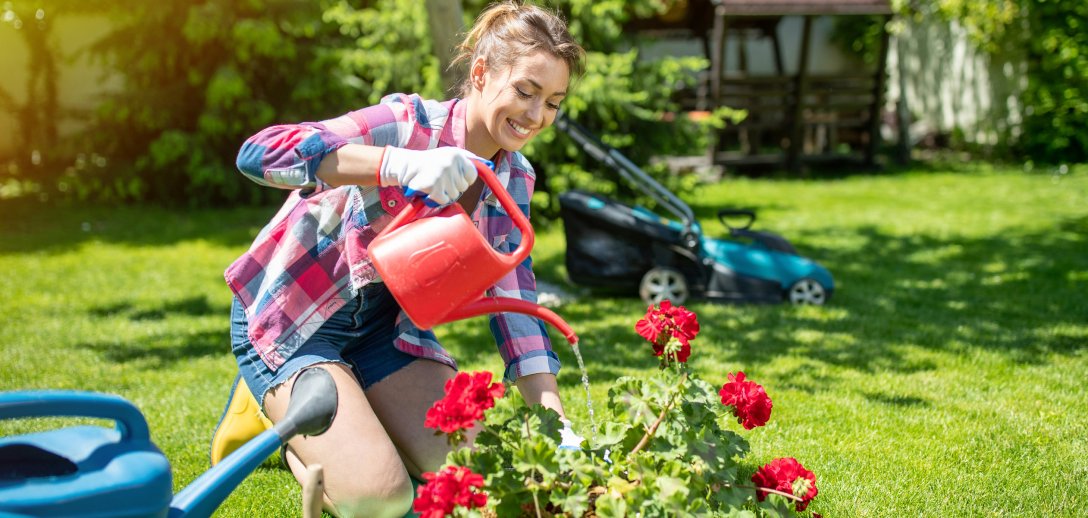 Jak podlewać pelargonie, by pięknie i długo kwitły? 5 ważnych zasad pielęgnacji