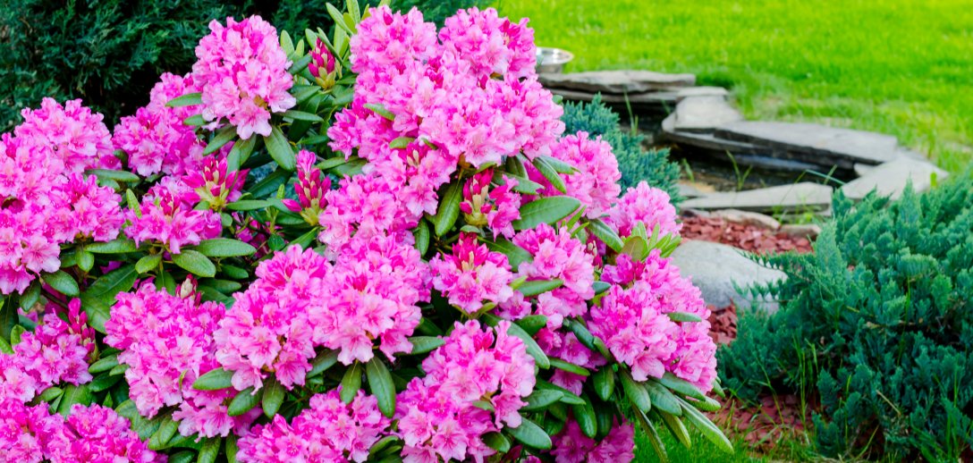 Najpiękniejsze rododendrony. Jak o nie dbać, by długo i obficie kwitły?