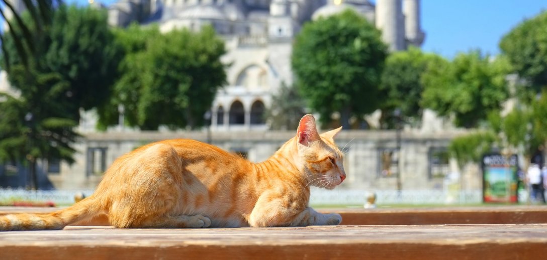 5 miejsc w Europie, gdzie koty rządzą! Cieszą się prawdziwą swobodą i... mają swoje prawa