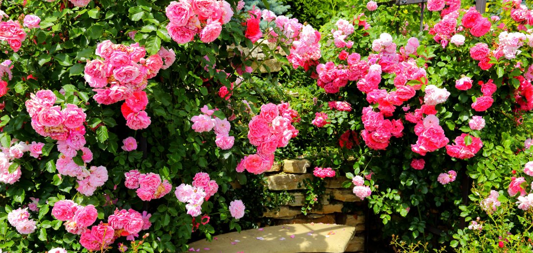 Co robić, gdy róże słabo kwitną – skuteczne sposoby, przycinanie i nawożenie
