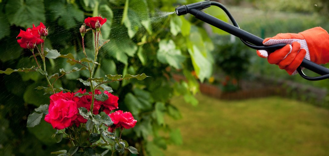 Rdza róży - jak rozpoznać i zwalczyć chorobę roślin?