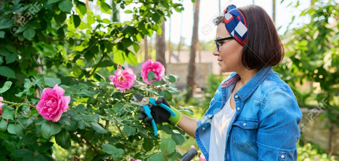 Kiedy i jak przycinać róże? Praktyczne porady, dzięki którym rośliny będą pięknie kwitnąć
