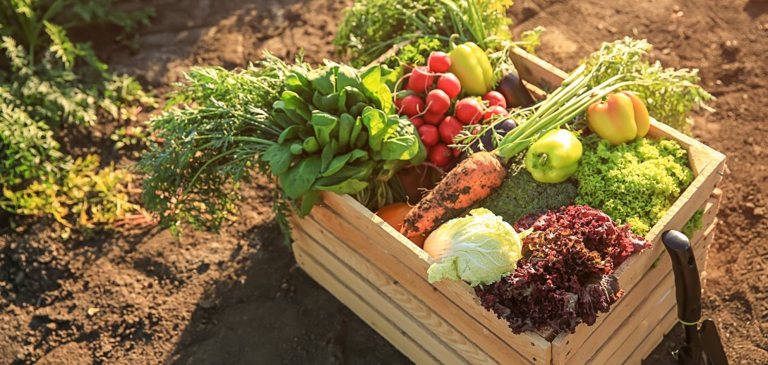 Jak zbierać i przechowywać plony warzyw z domowego ogródka? Co zrobić, aby przetrwały jak najdłużej?