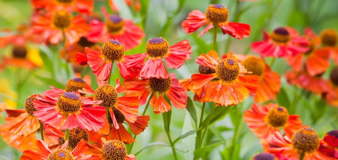 Rdzawe i złociste dzielżany ozdobią ogród latem i jesienią. Zasady uprawy i najpiękniejsze odmiany