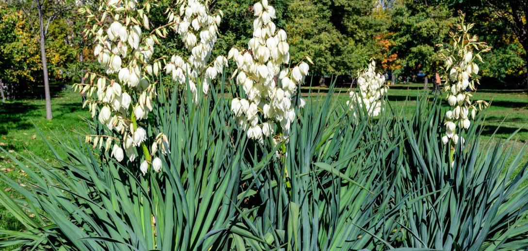 Jak dbać o jukę po kwitnieniu, by przetrwała zimę i znów zakwitła?