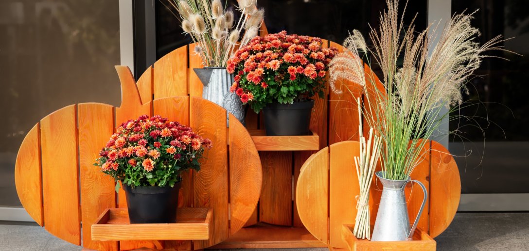 4 najpiękniejsze kwiaty na jesienny balkon. Co posadzić zamiast pelargonii i petunii?
