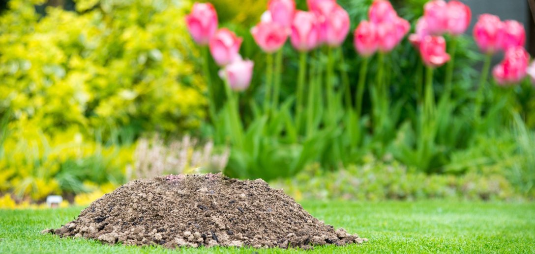 Jak się pozbyć kreta z ogrodu? Oto najlepsze metody dźwiękowe i zapachowe