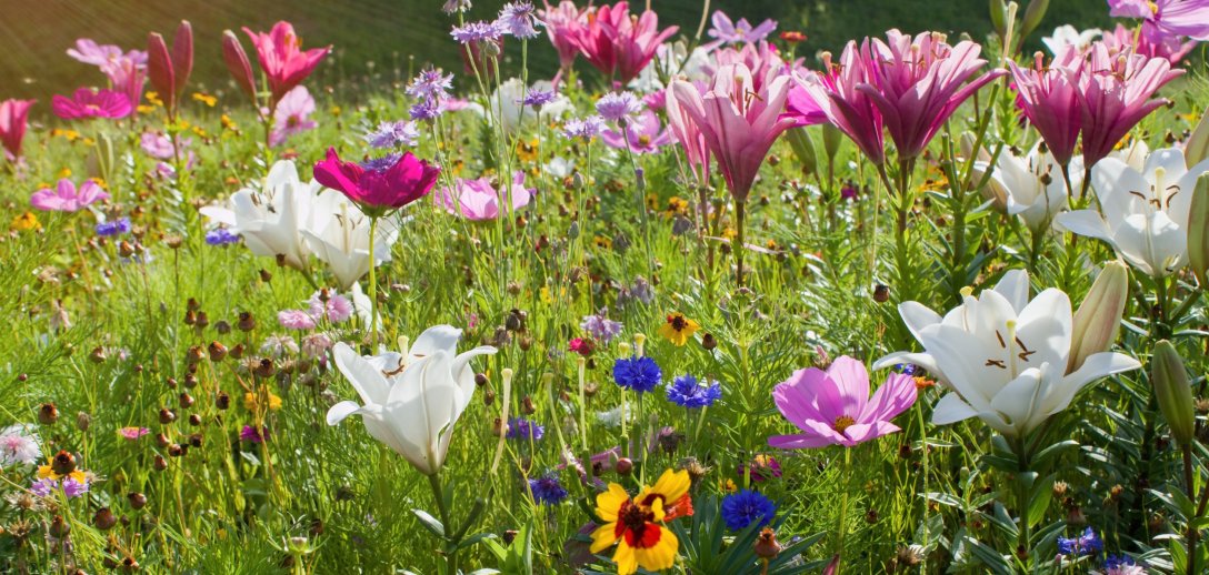 Łąka kwietna to modny, ekologiczny i łatwy pomysł na ogród! Sprawdź, jak założyć i pielęgnować ją z FISKARS