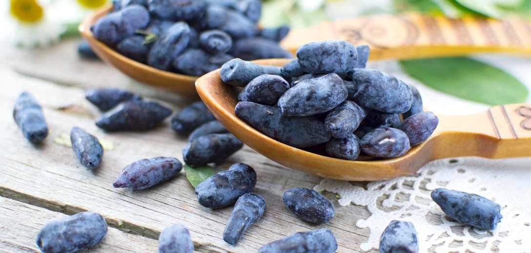 Skarby z jagody kamczackiej. Sok, dżem i nalewka – domowe przetwory pełne zdrowia! - Sprawdzone