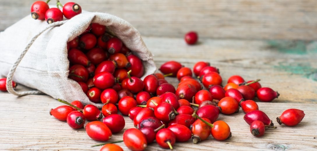 Jak suszyć i przechowywać owoce dzikiej róży, by nie straciły cennych właściwości?