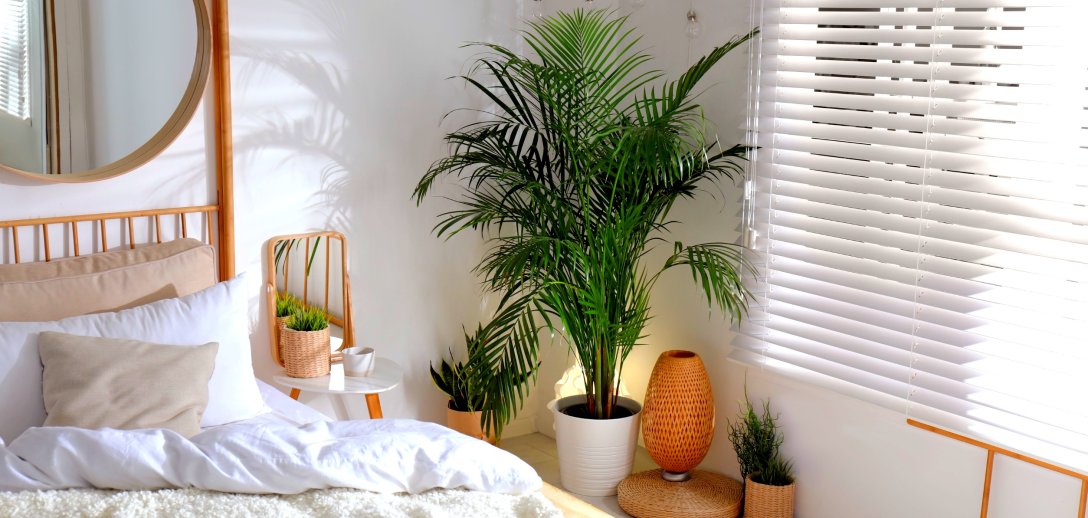 5 najlepszych roślin do sypialni. Efektownie wyglądają i ułatwiają oddychanie