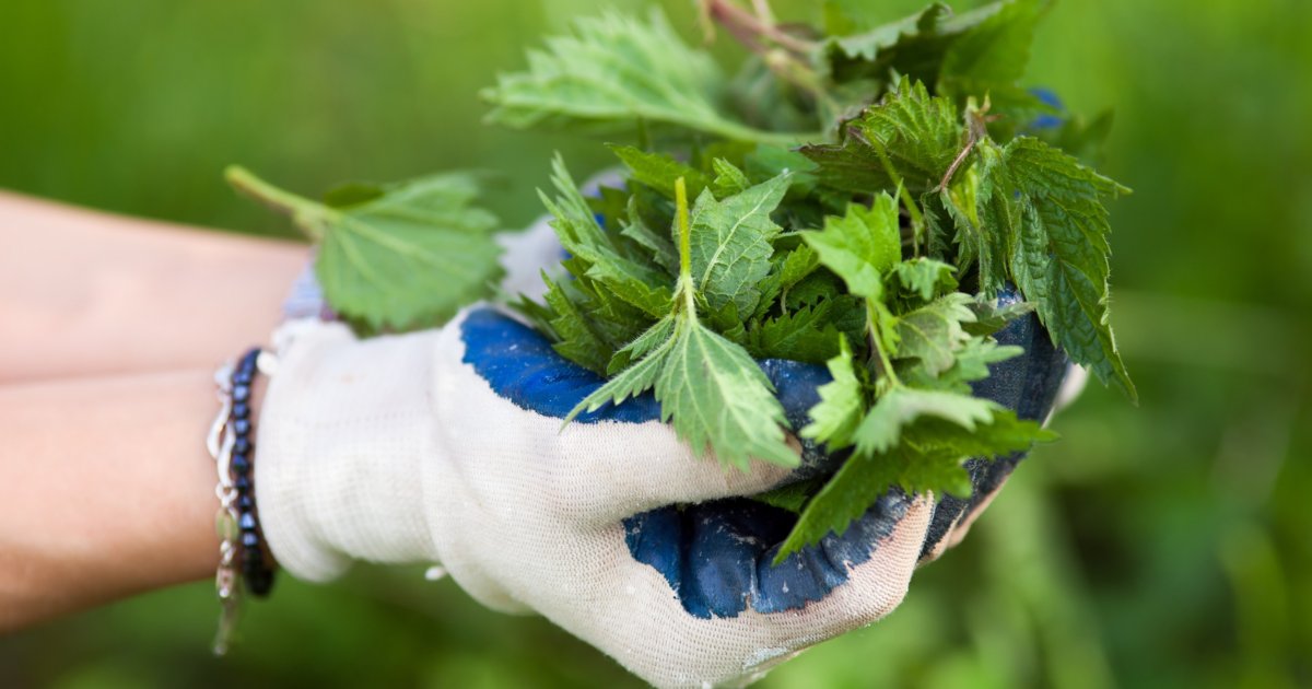 Jak zrobić sok z pokrzywy? Sprawdzone