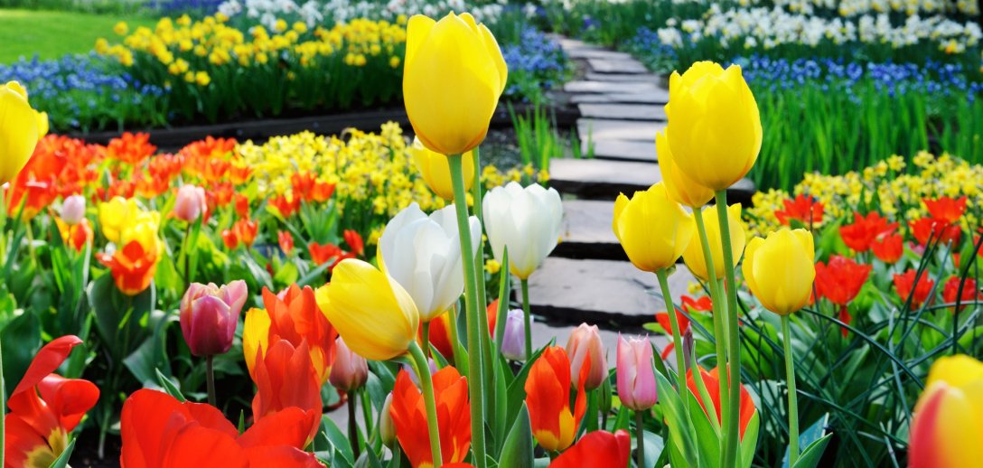 Tulipany zachwycają wieloma kolorami i kształtami. Poznaj najpiękniejsze odmiany tulipanów!