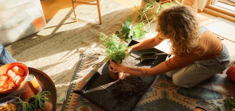 Stwórz roślinną oazę w Twoim domu  z Fiskars – nowa linia narzędzi Urban Plant Care