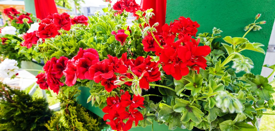 Pelargonie na balkon – z czym je posadzić i jak o nie dbać, by pięknie kwitły przez cały sezon?