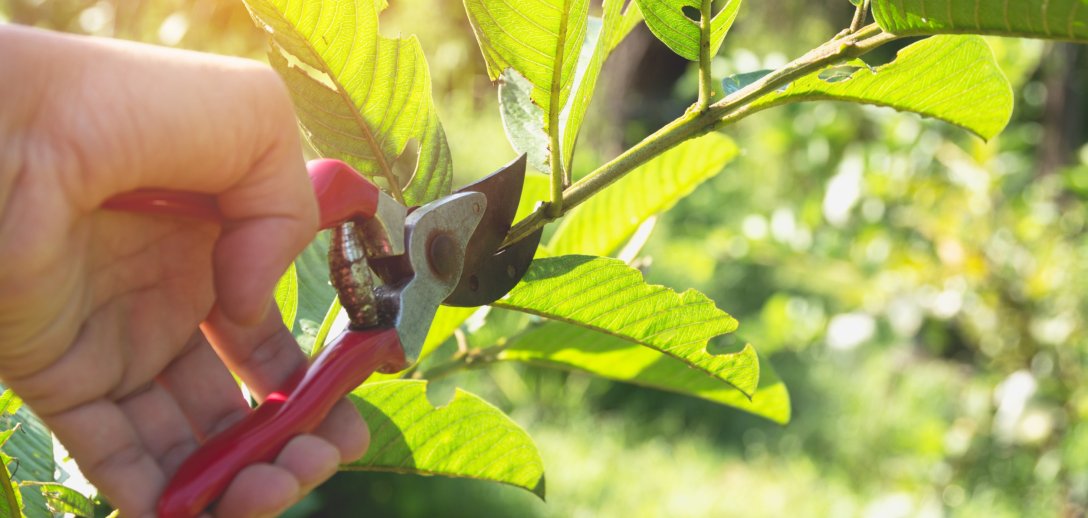 Letnie cięcie wiśni i czereśni: dlaczego warto je wykonywać i jak to zrobić krok po kroku?