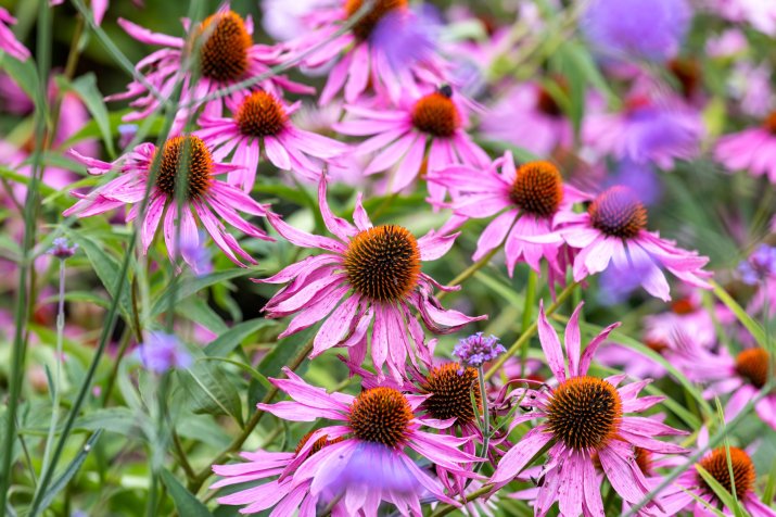 Jeżówka purpurowa (Echinacea purpurea) 190462900_m_normal_none