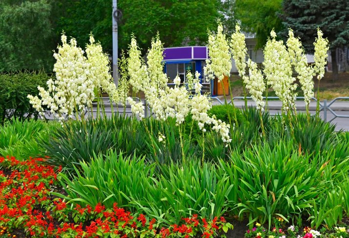 Juka karolińska (Yucca filamentosa) 229243980_m_normal_none