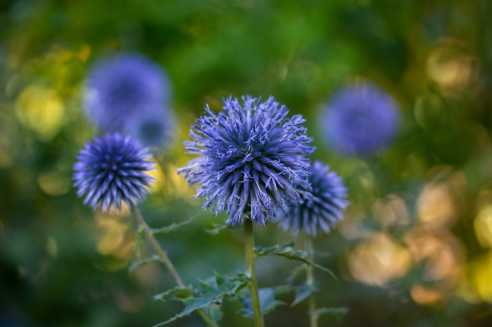 Przegorzan pospolity (Echinops ritro) 194611664_m_normal_none